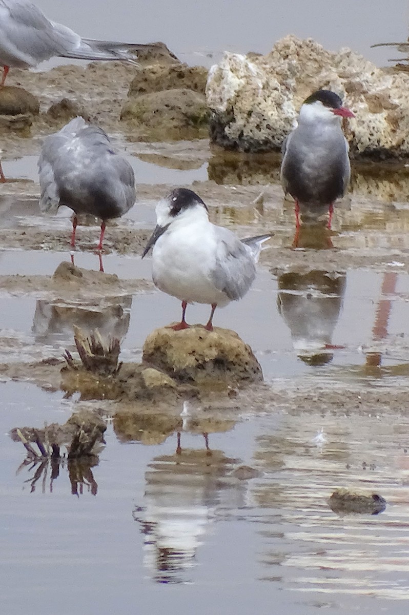 Roseate Tern - ML635353277