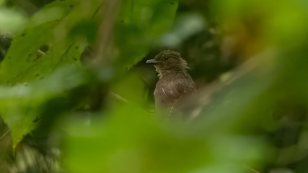 Bulbul verdâtre - ML635353299