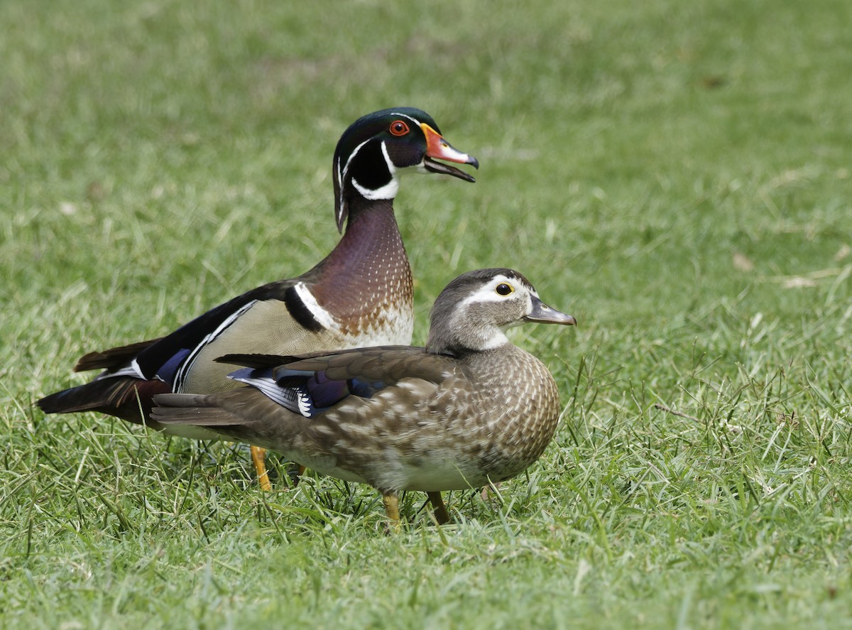 Wood Duck - ML635353307