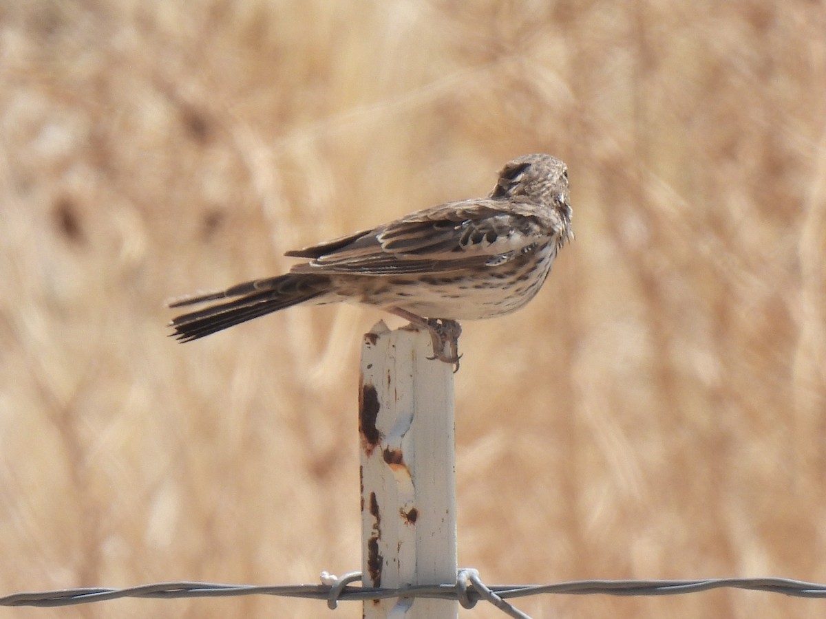 Lark Bunting - ML635353309