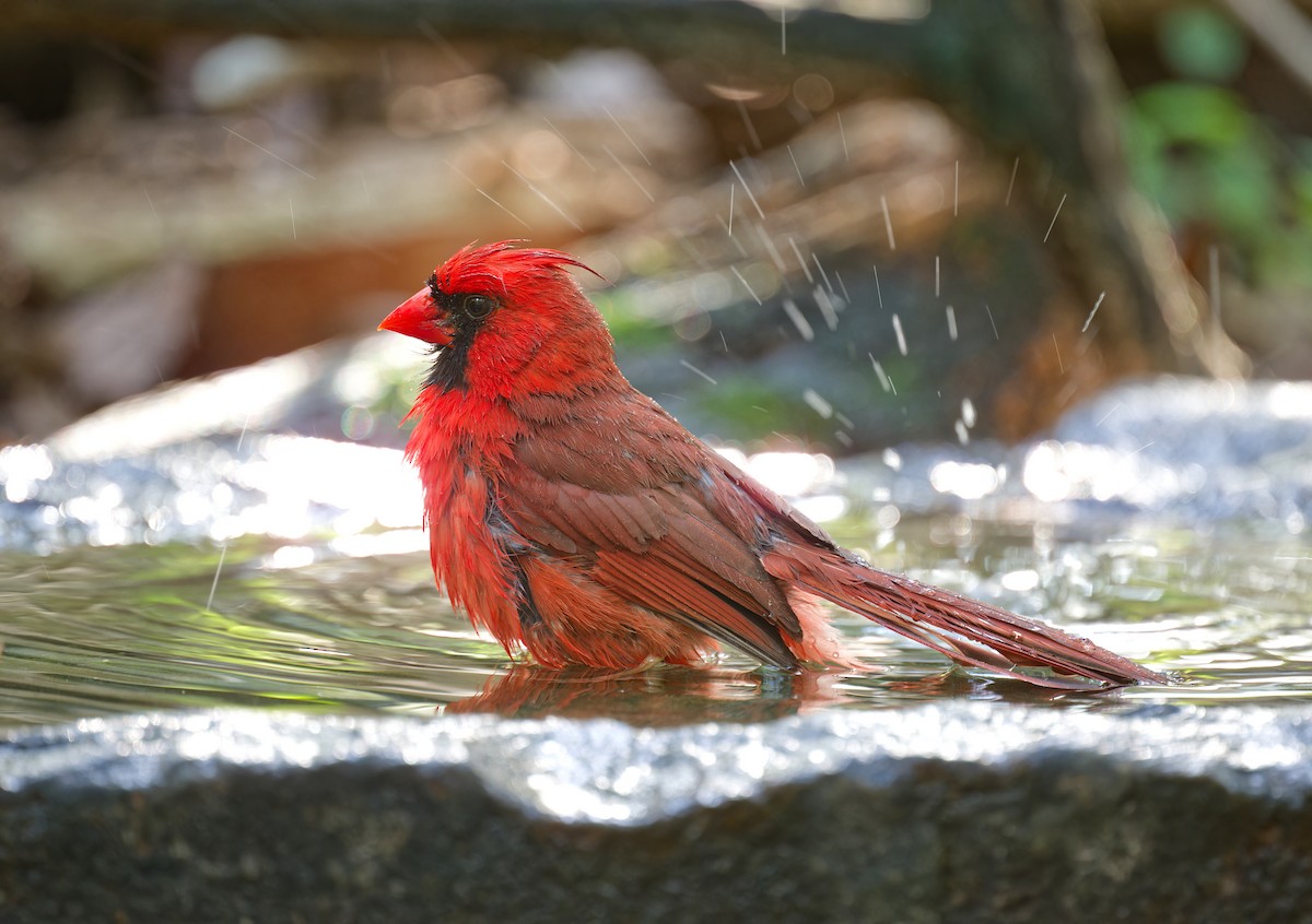 Northern Cardinal - ML635353315