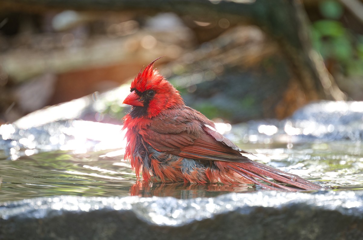 Northern Cardinal - ML635353316