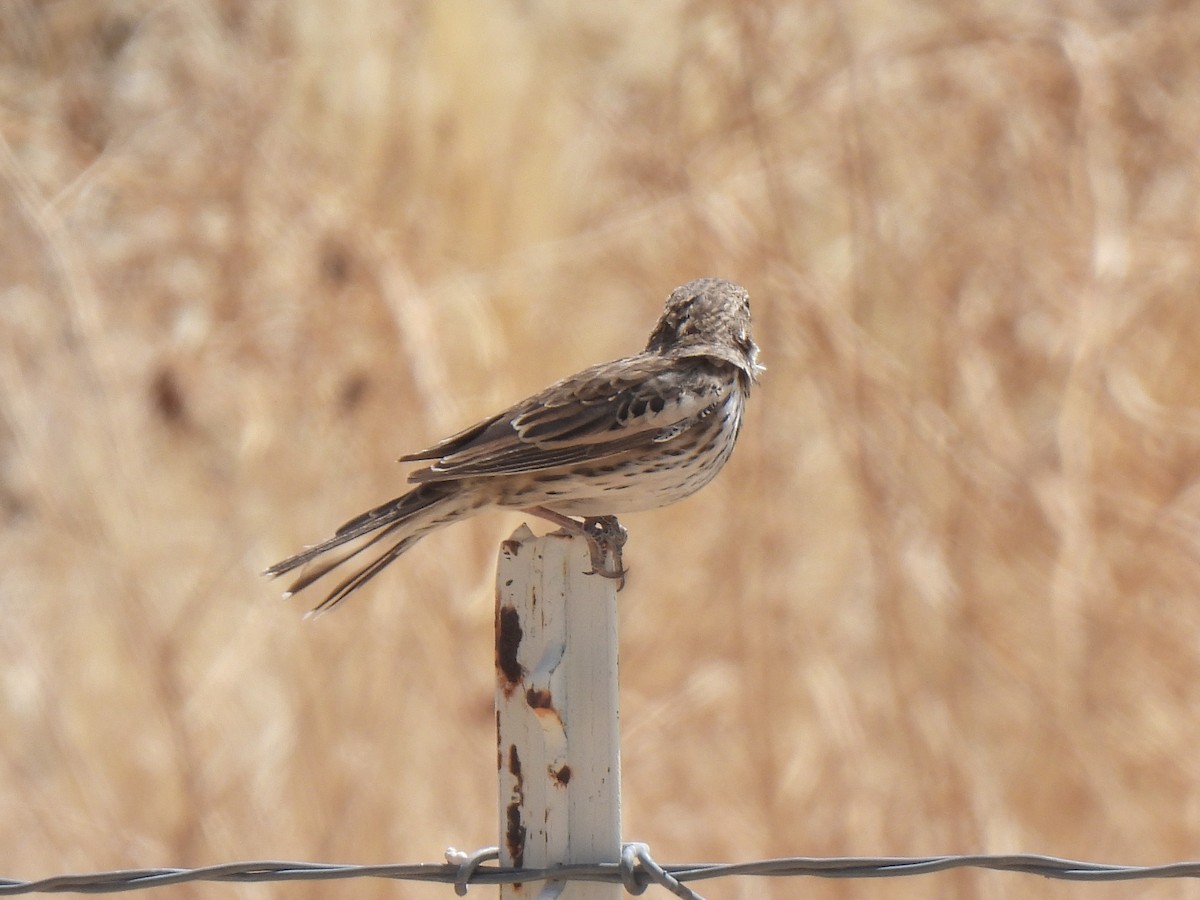 Lark Bunting - ML635353327