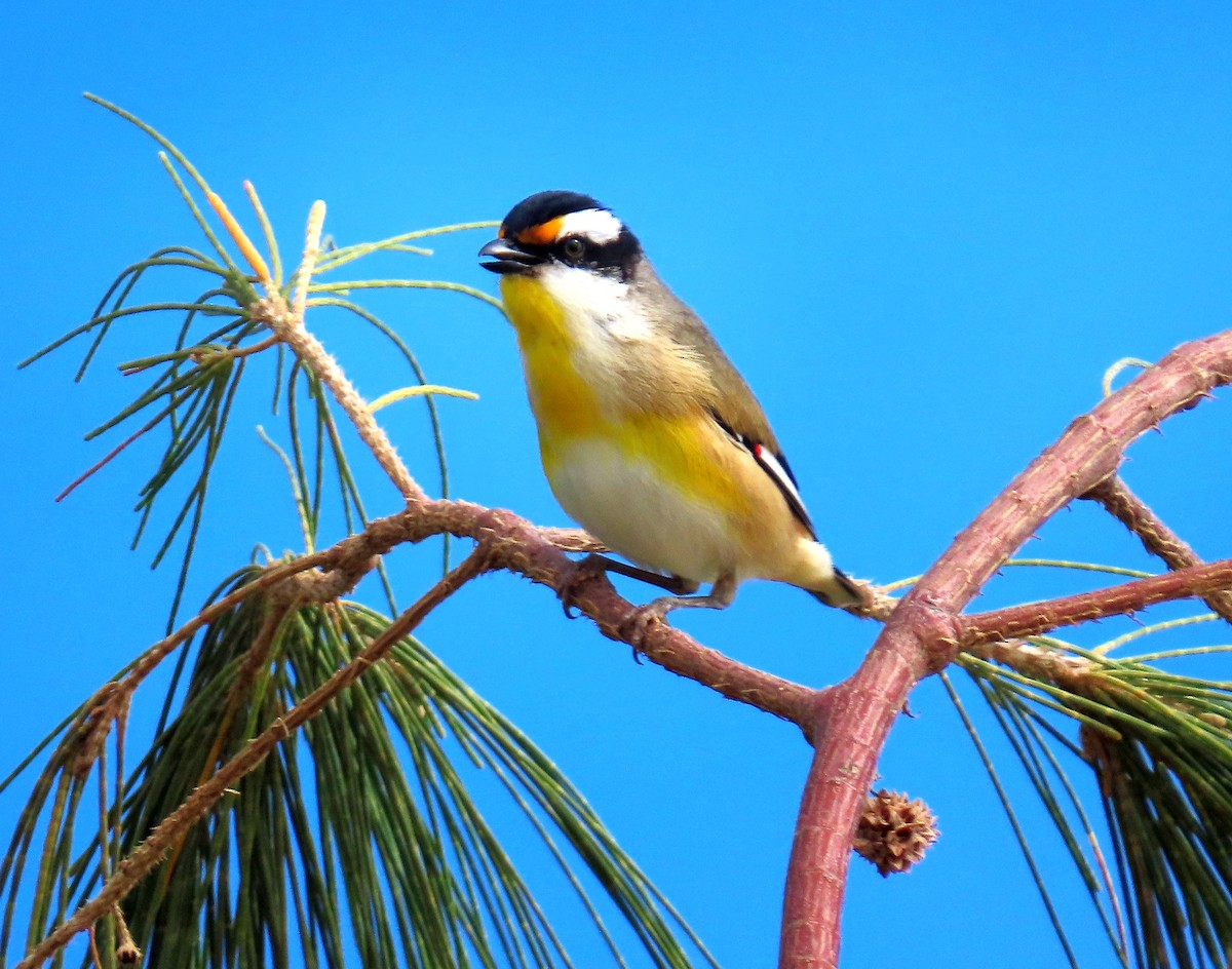 Striated Pardalote - ML635353342