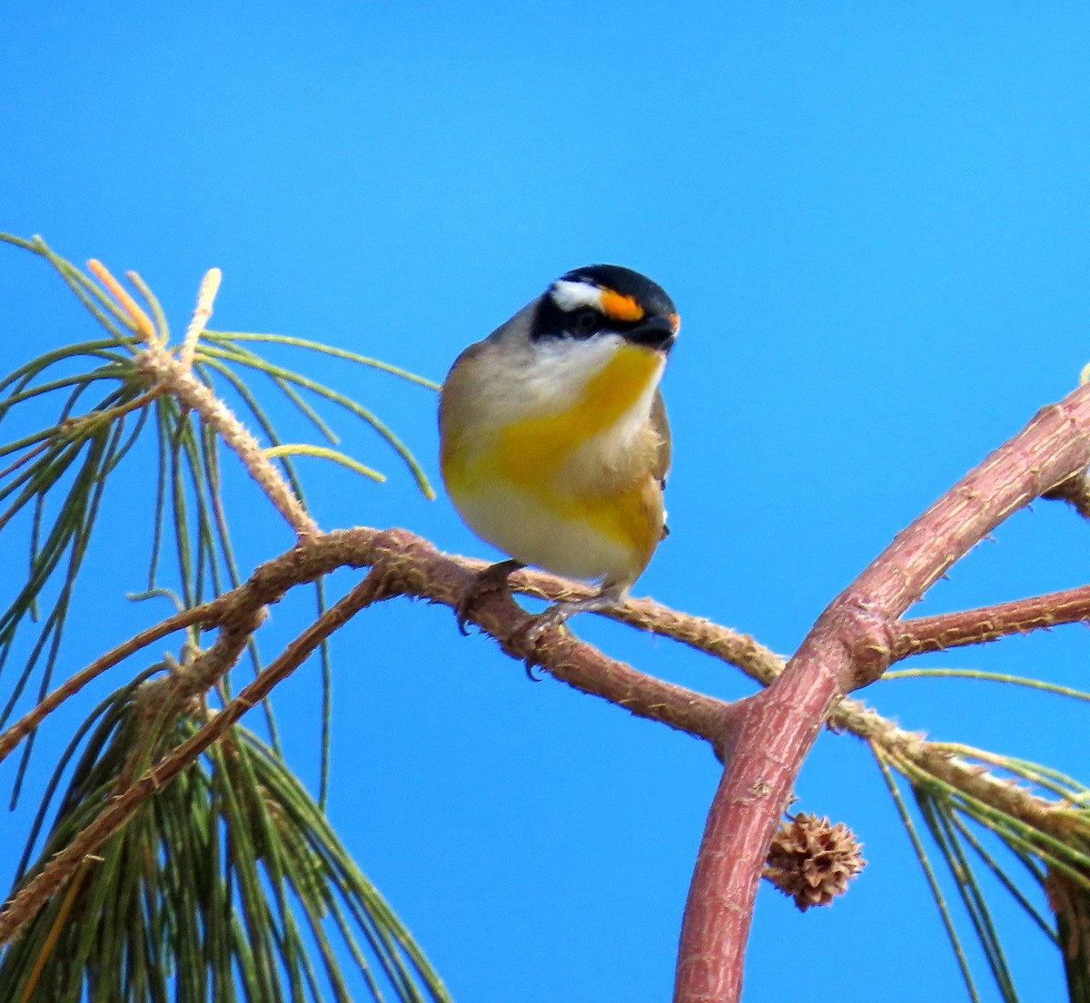 Striated Pardalote - ML635353345