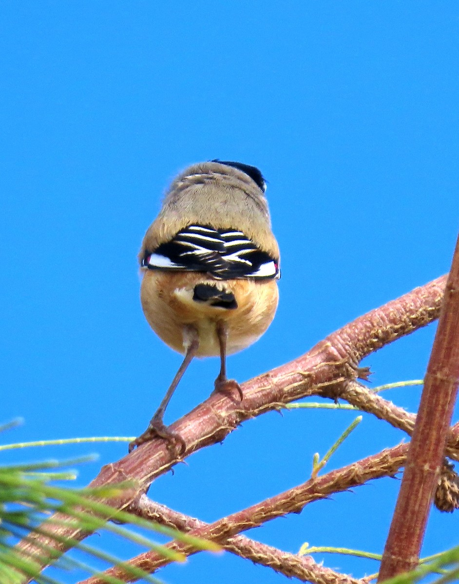 Striated Pardalote - ML635353347