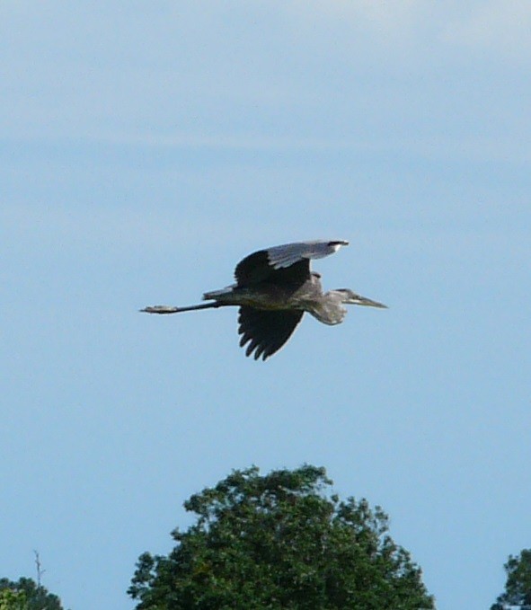 Great Blue Heron (Great Blue) - ML635353404