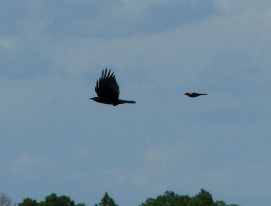 Fish Crow - ML635353421
