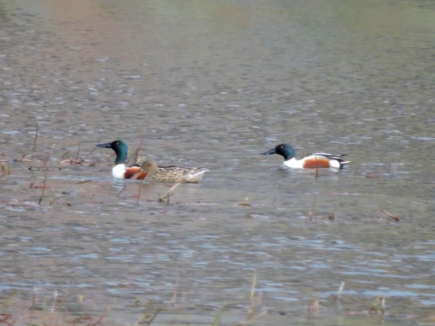 Northern Shoveler - ML635353429