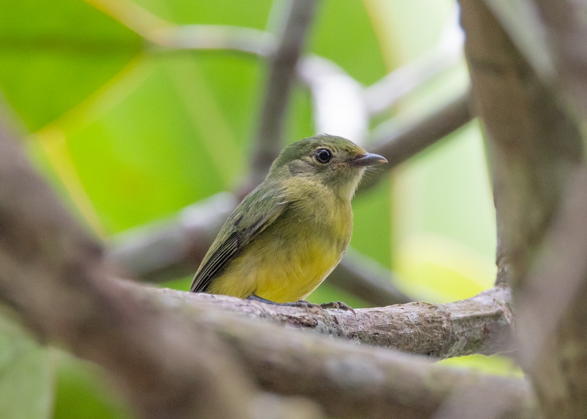 White-fronted Manakin - ML635353468