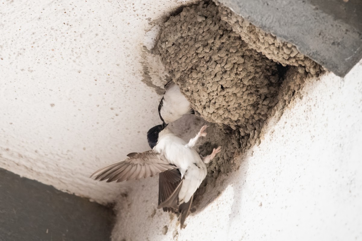 Western House-Martin - ML635353498