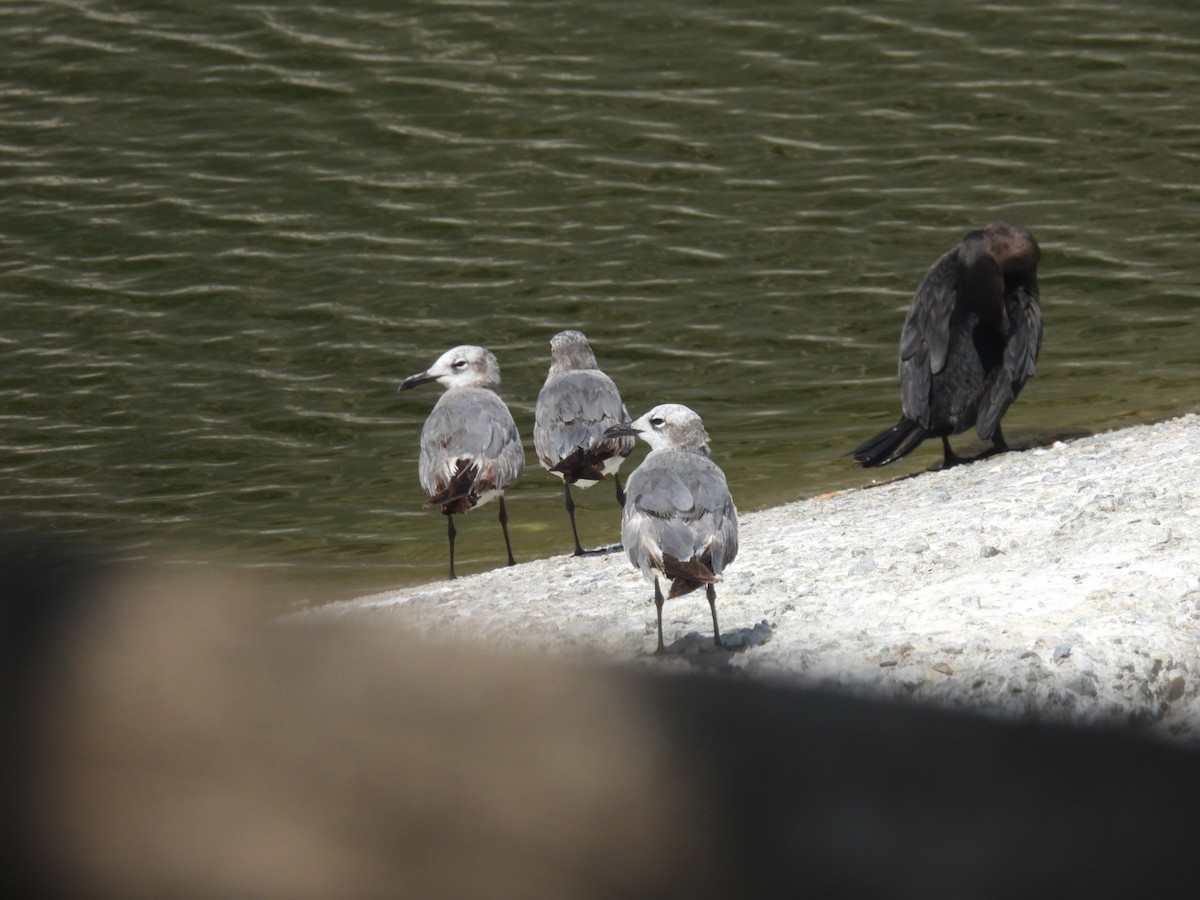 Laughing Gull - ML635353502