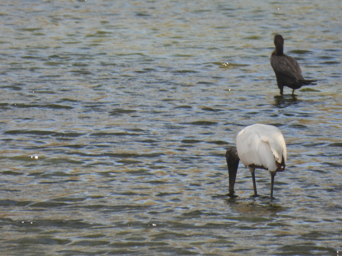 Wood Stork - ML635353510