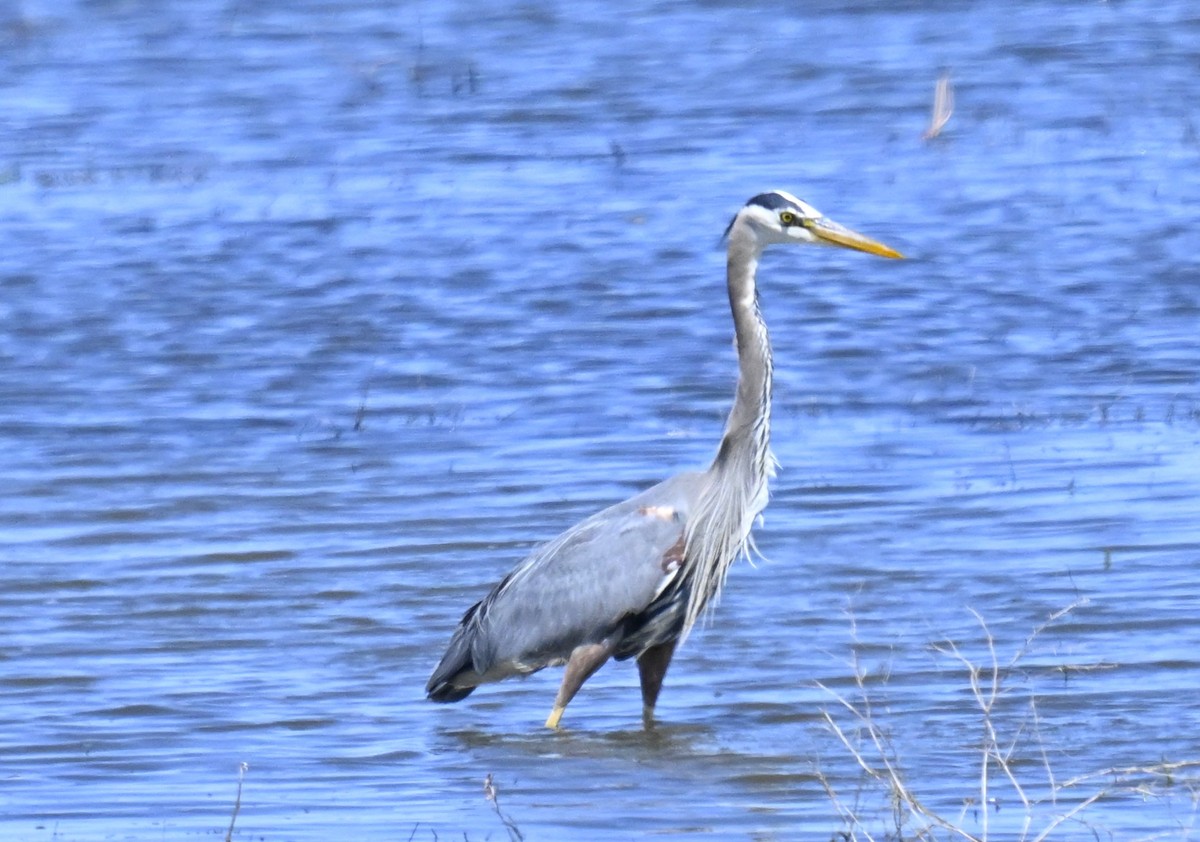 Great Blue Heron - ML635353516