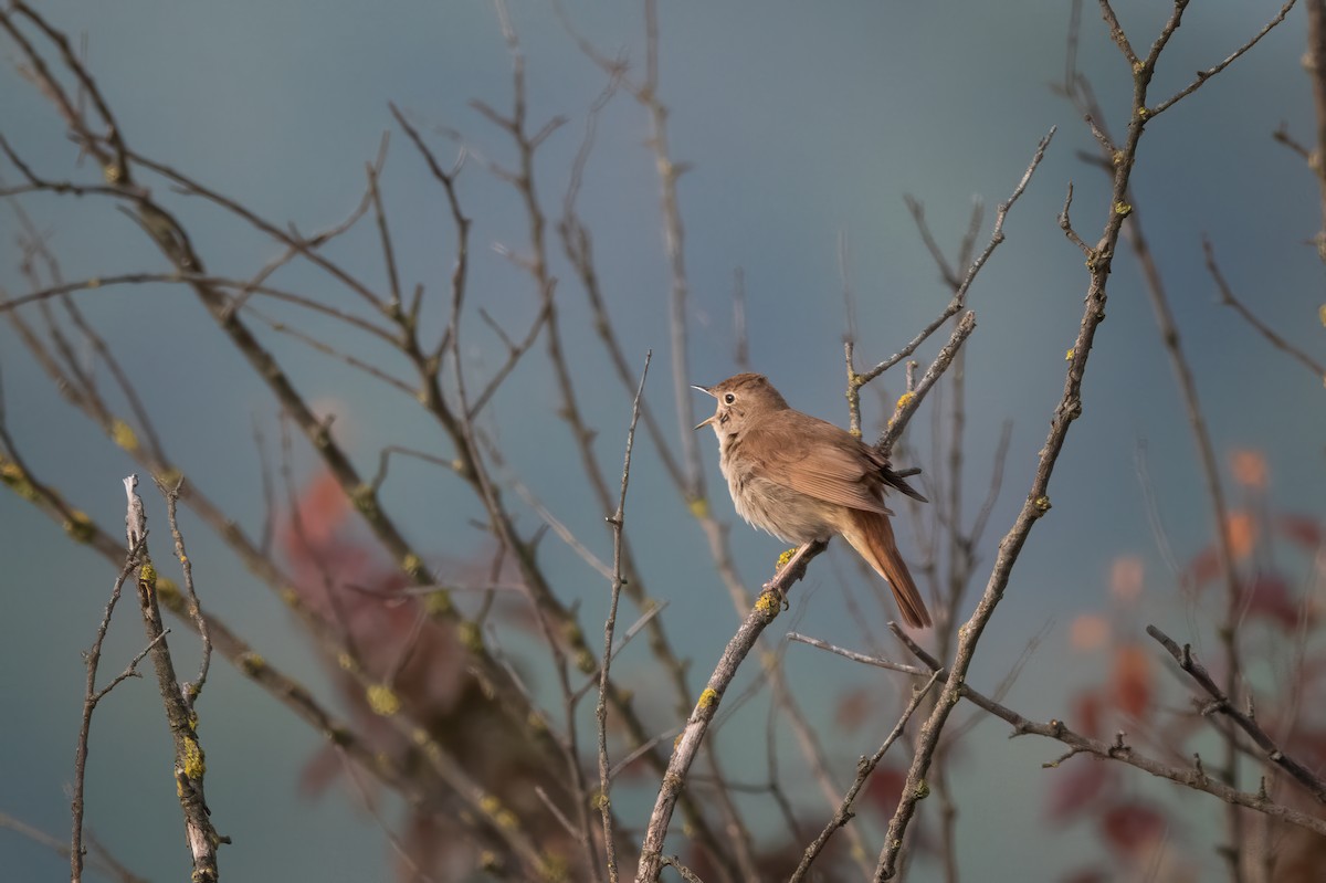 Common Nightingale - ML635353518