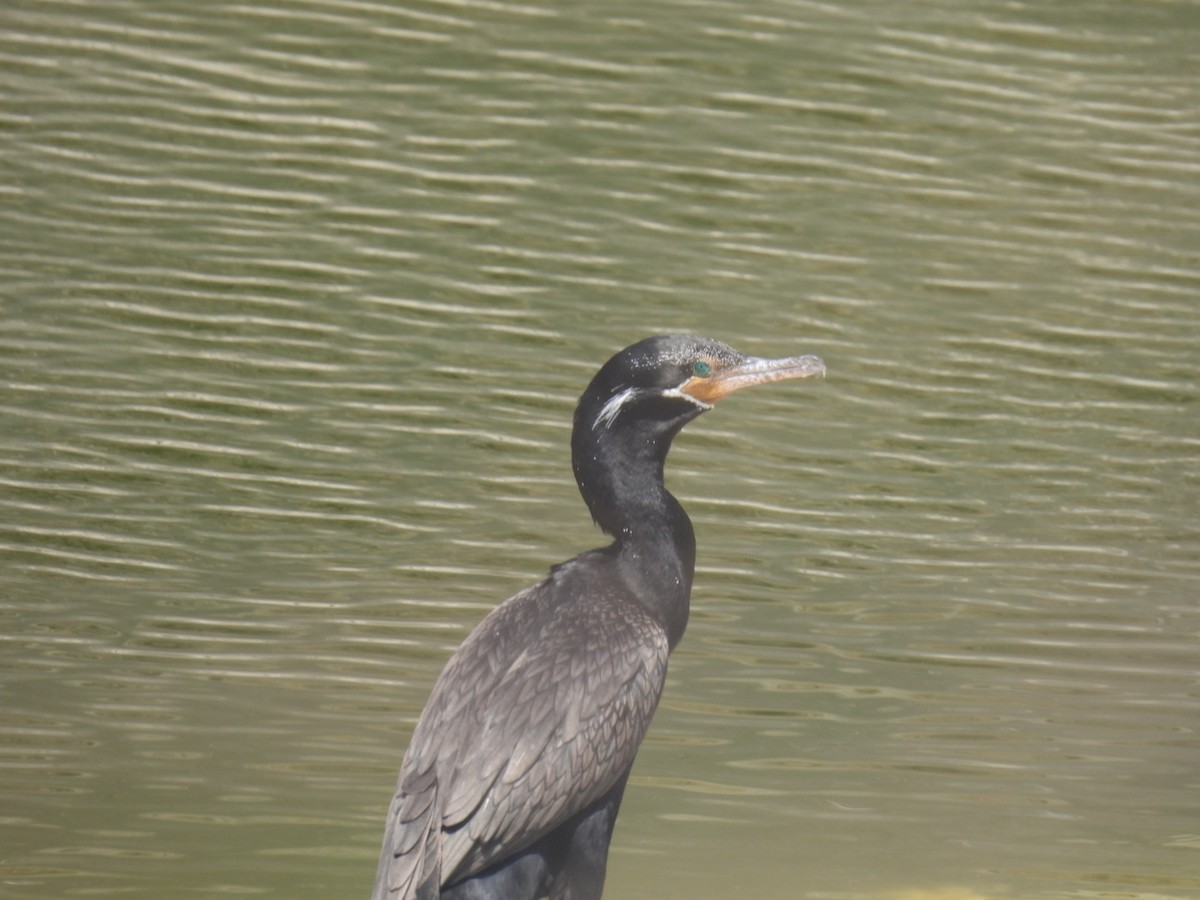 Neotropic Cormorant - ML635353527