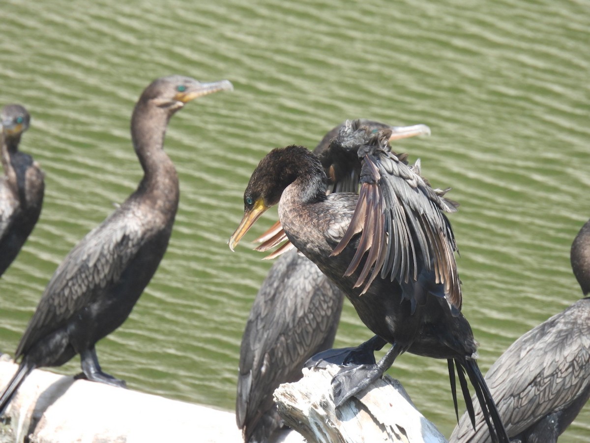 Neotropic Cormorant - ML635353528