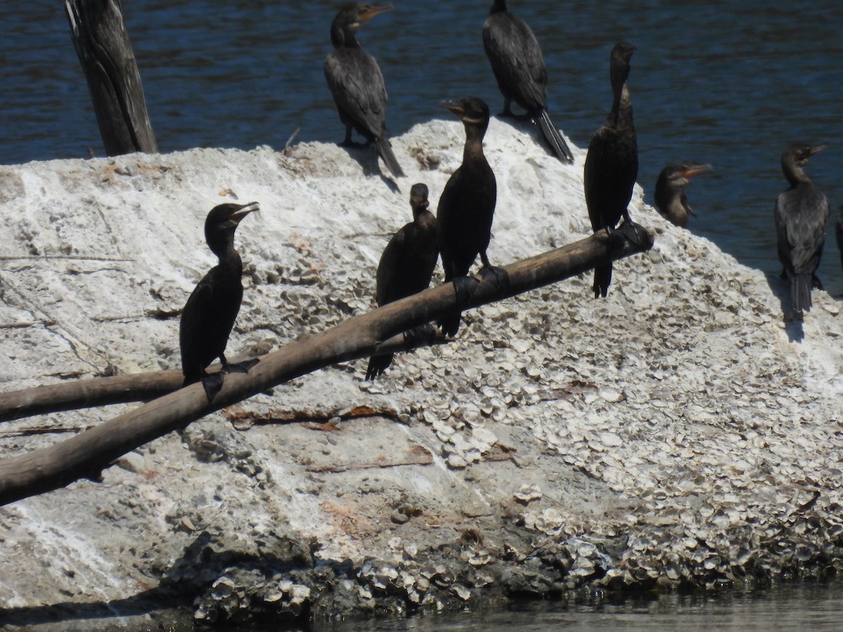 Neotropic Cormorant - ML635353529