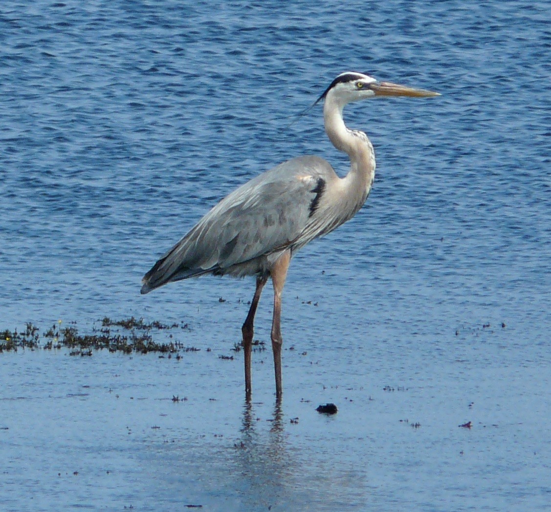 Great Blue Heron - ML635353536