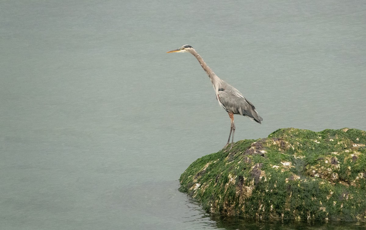 Great Blue Heron (Great Blue) - ML635353551