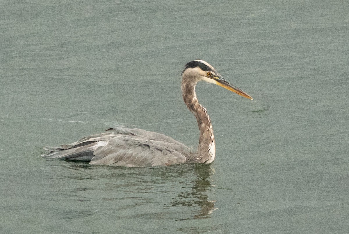 Great Blue Heron (Great Blue) - ML635353559