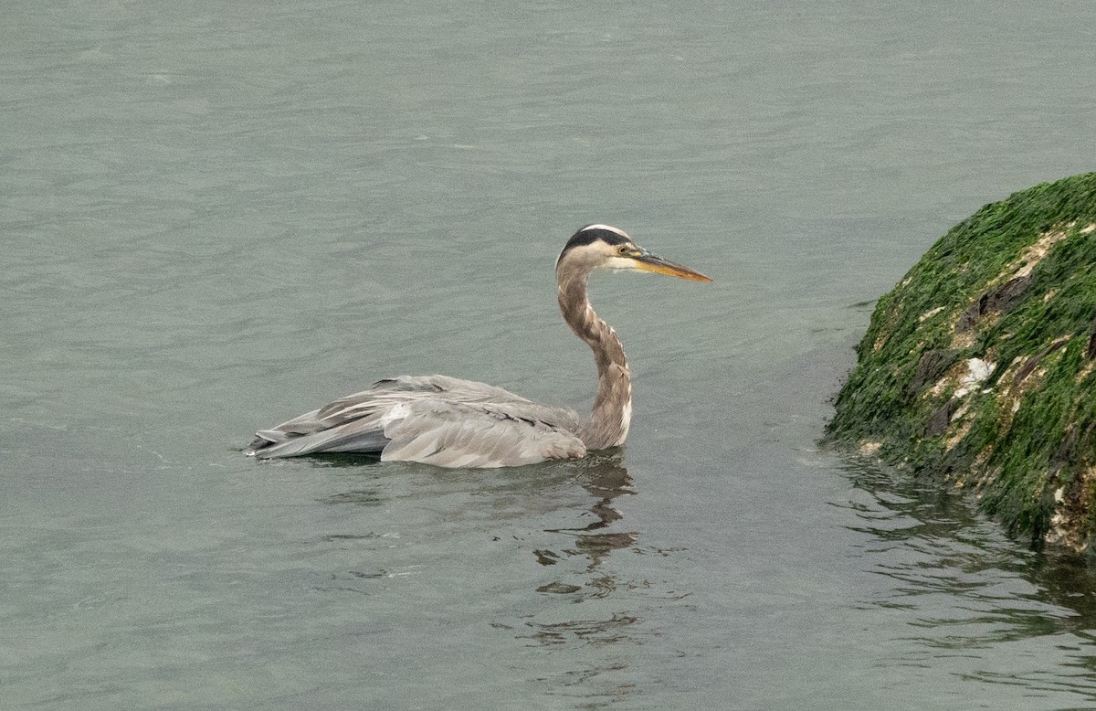 Great Blue Heron (Great Blue) - ML635353560