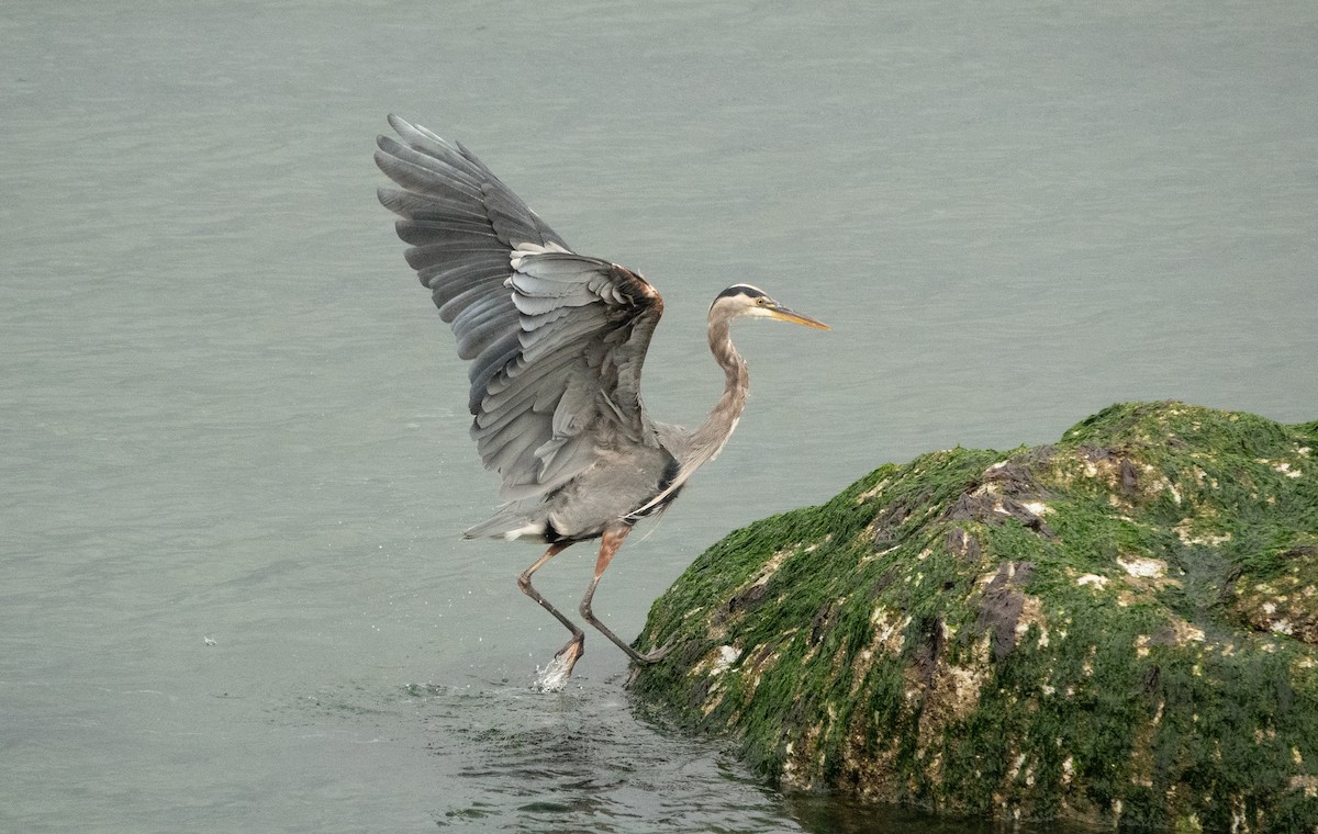 Great Blue Heron (Great Blue) - ML635353561