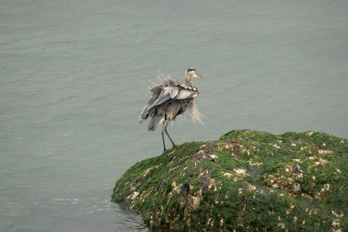 Great Blue Heron (Great Blue) - ML635353562