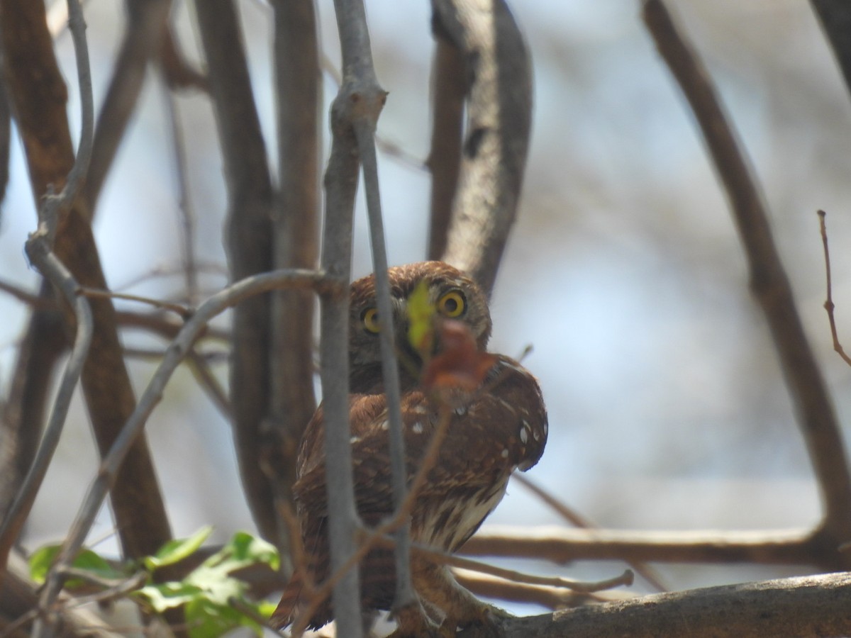 Ferruginous Pygmy-Owl - ML635353564