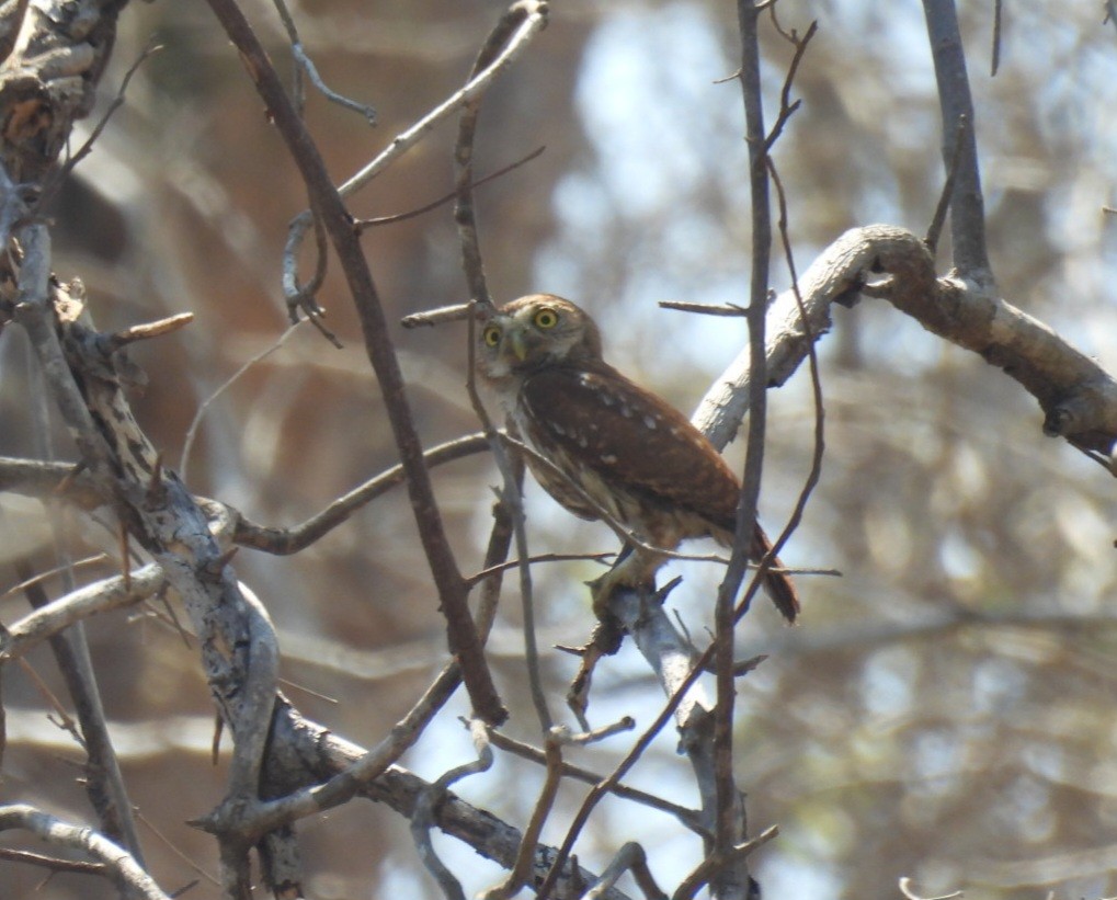 Ferruginous Pygmy-Owl - ML635353565