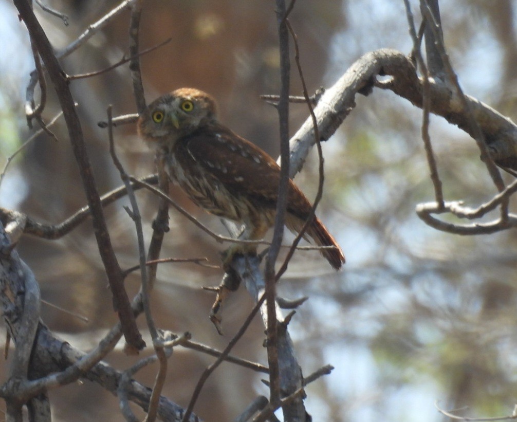 Ferruginous Pygmy-Owl - ML635353566