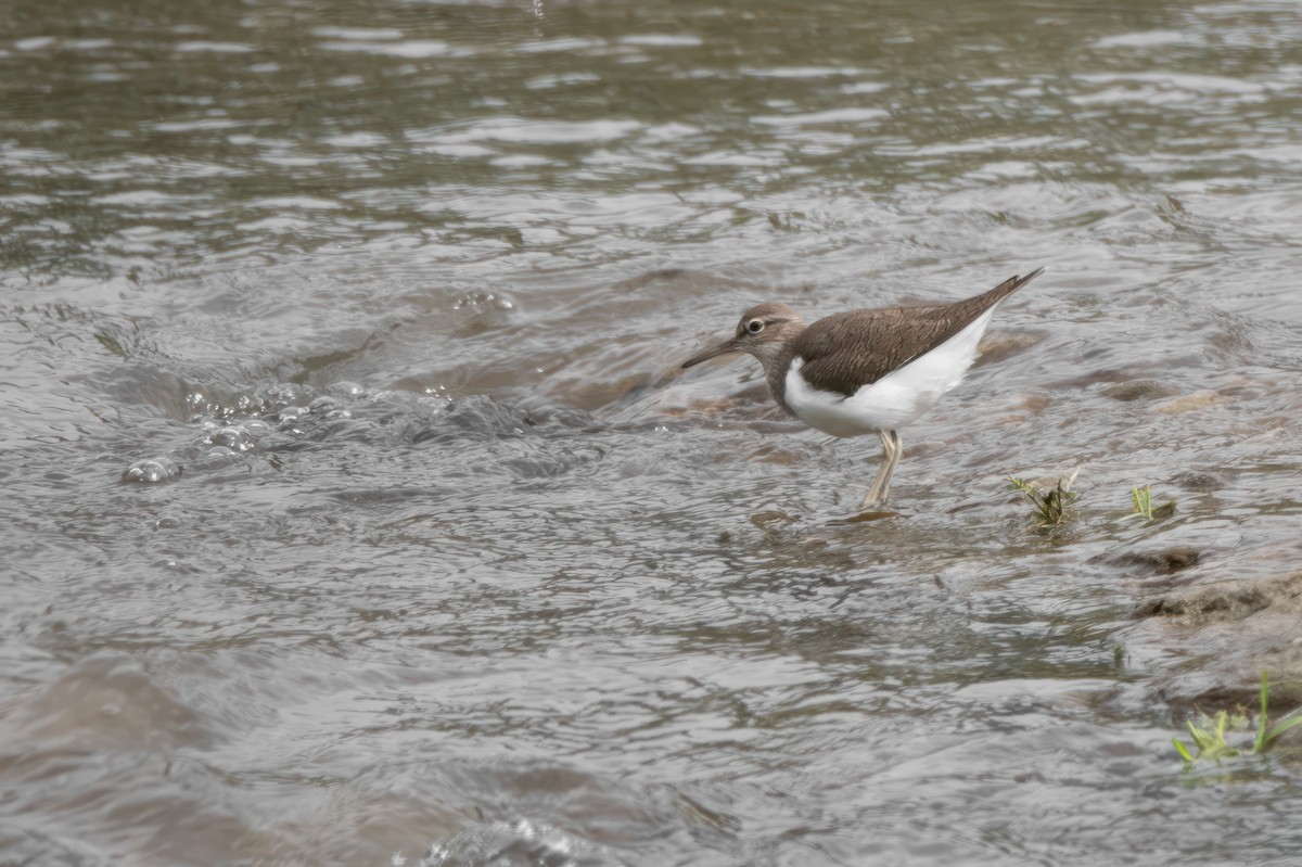 Common Sandpiper - ML635353568