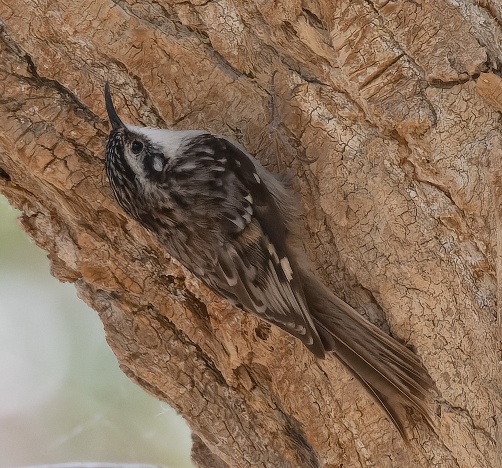 Brown Creeper - ML635353574