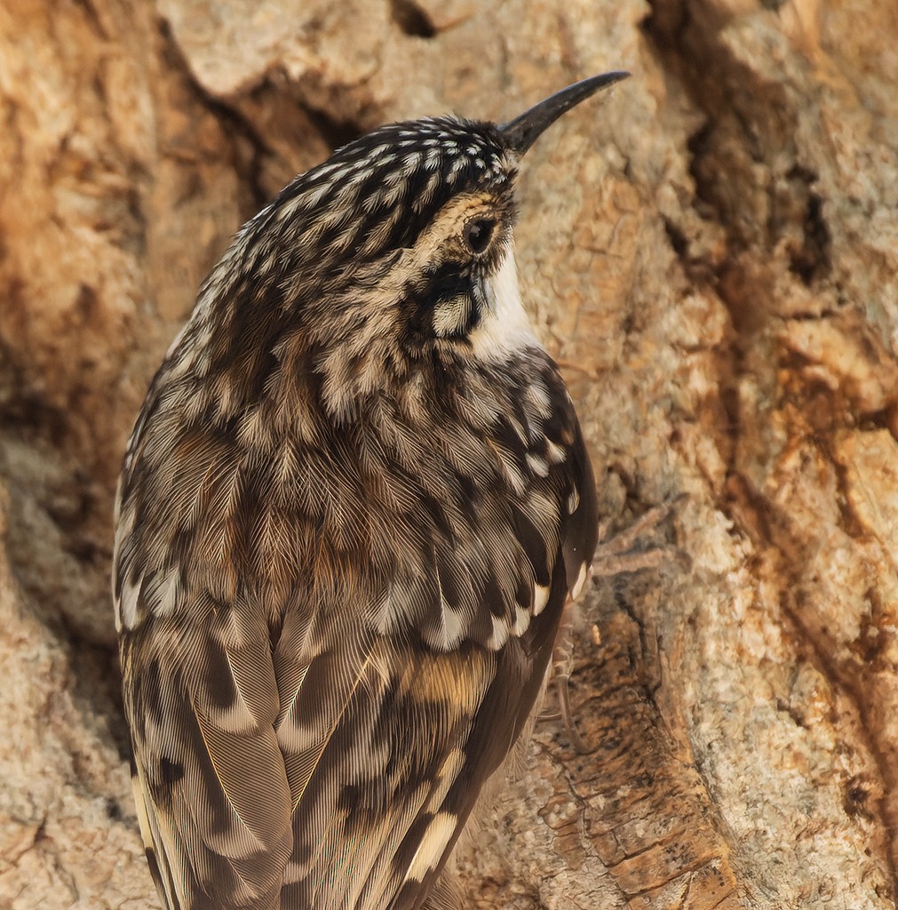 Brown Creeper - ML635353575