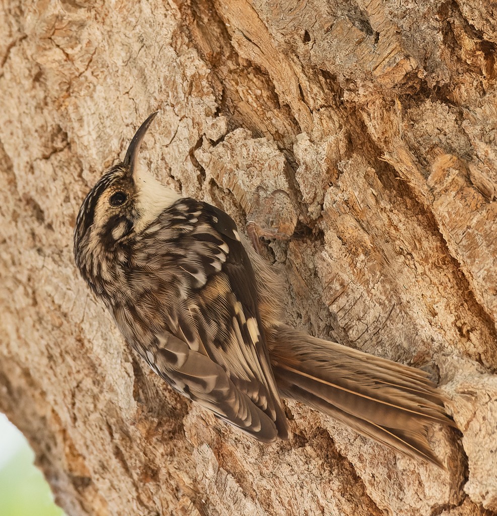 Brown Creeper - ML635353576