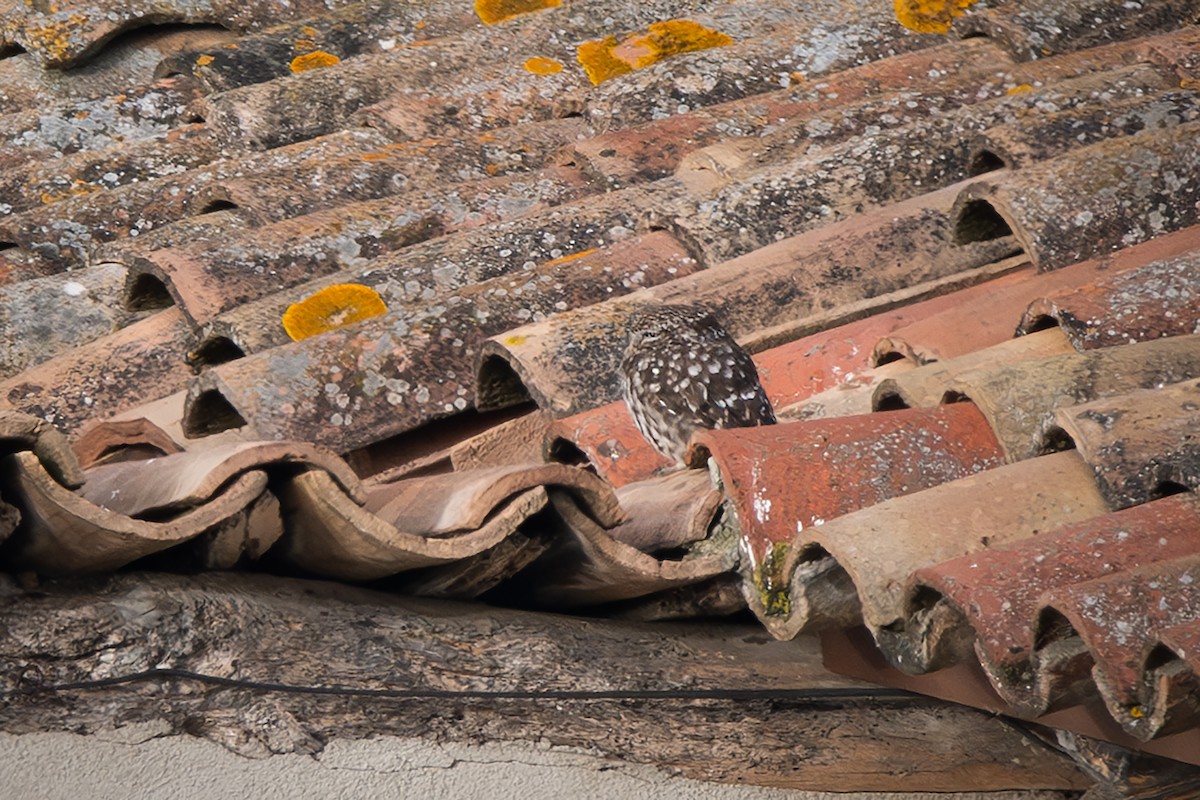 Little Owl - ML635353596