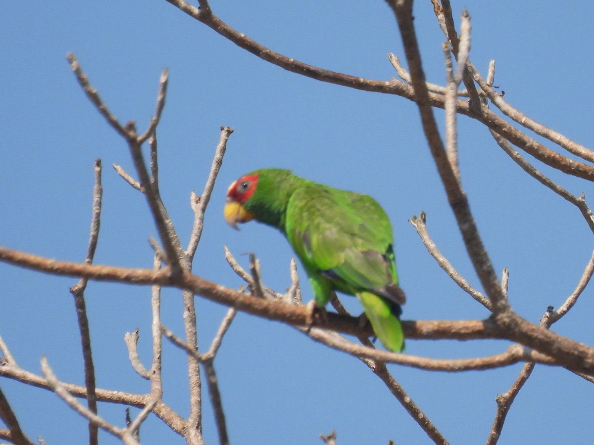 White-fronted Amazon - ML635353623