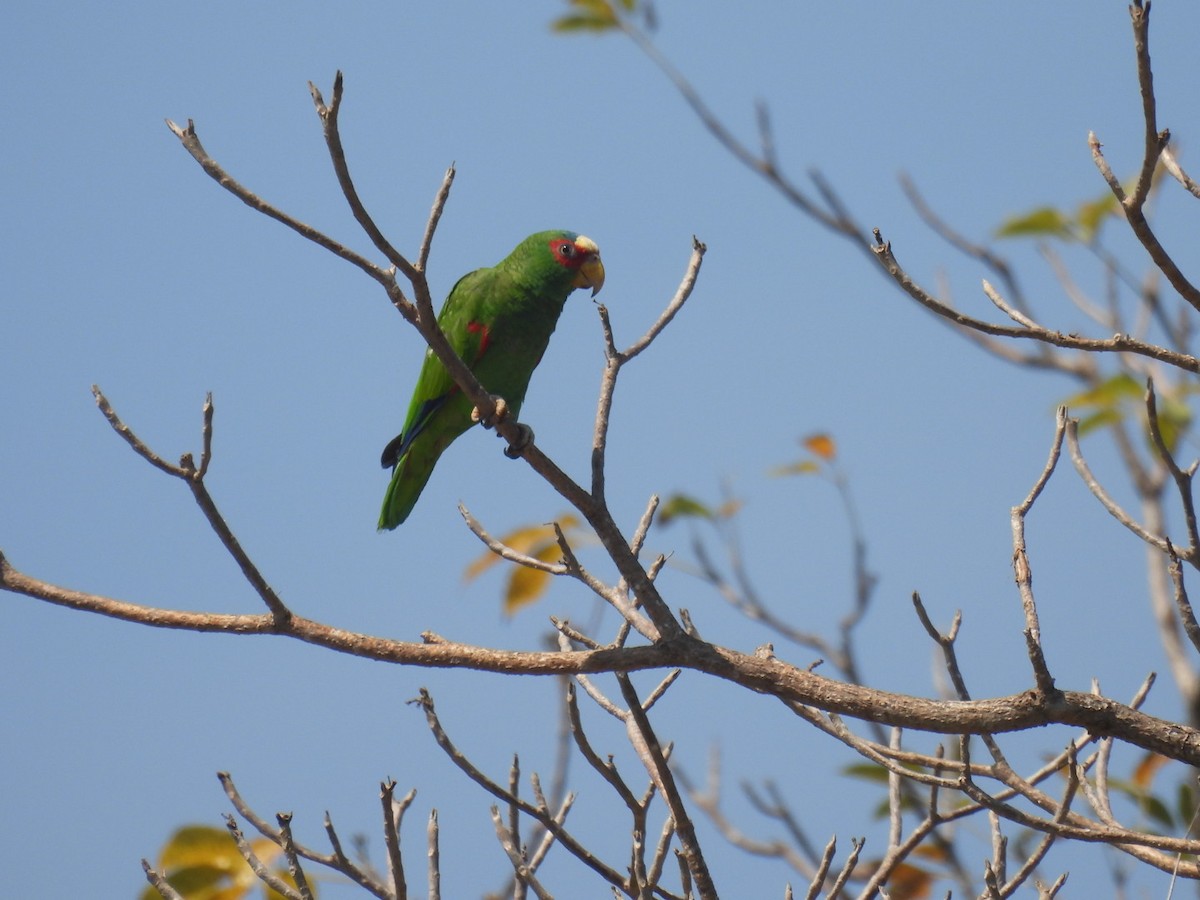 White-fronted Amazon - ML635353625
