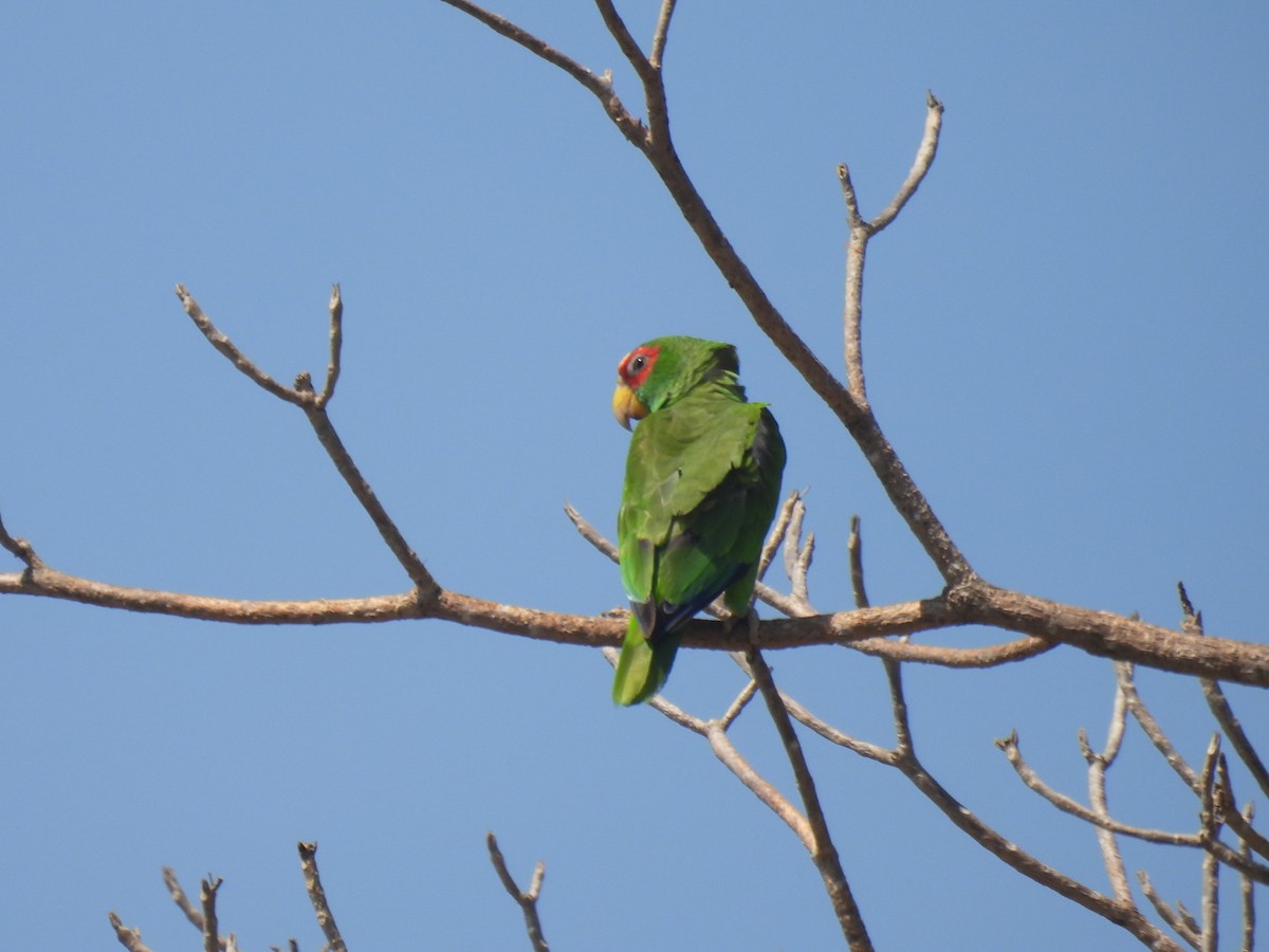 White-fronted Amazon - ML635353627