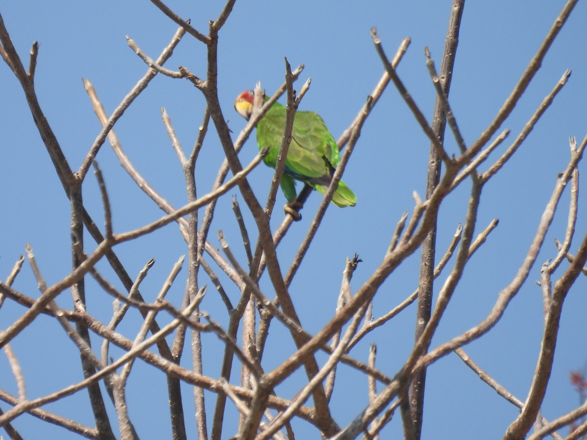 White-fronted Amazon - ML635353628