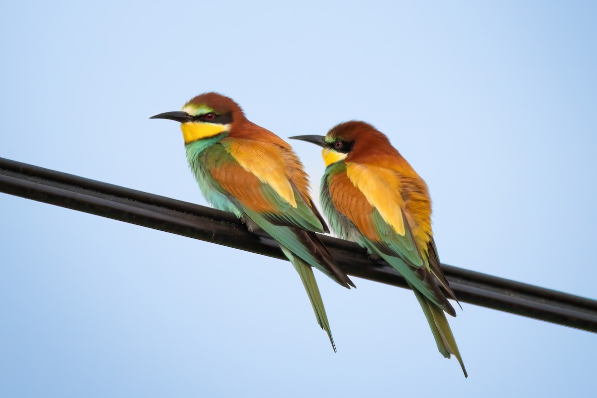 European Bee-eater - ML635353629