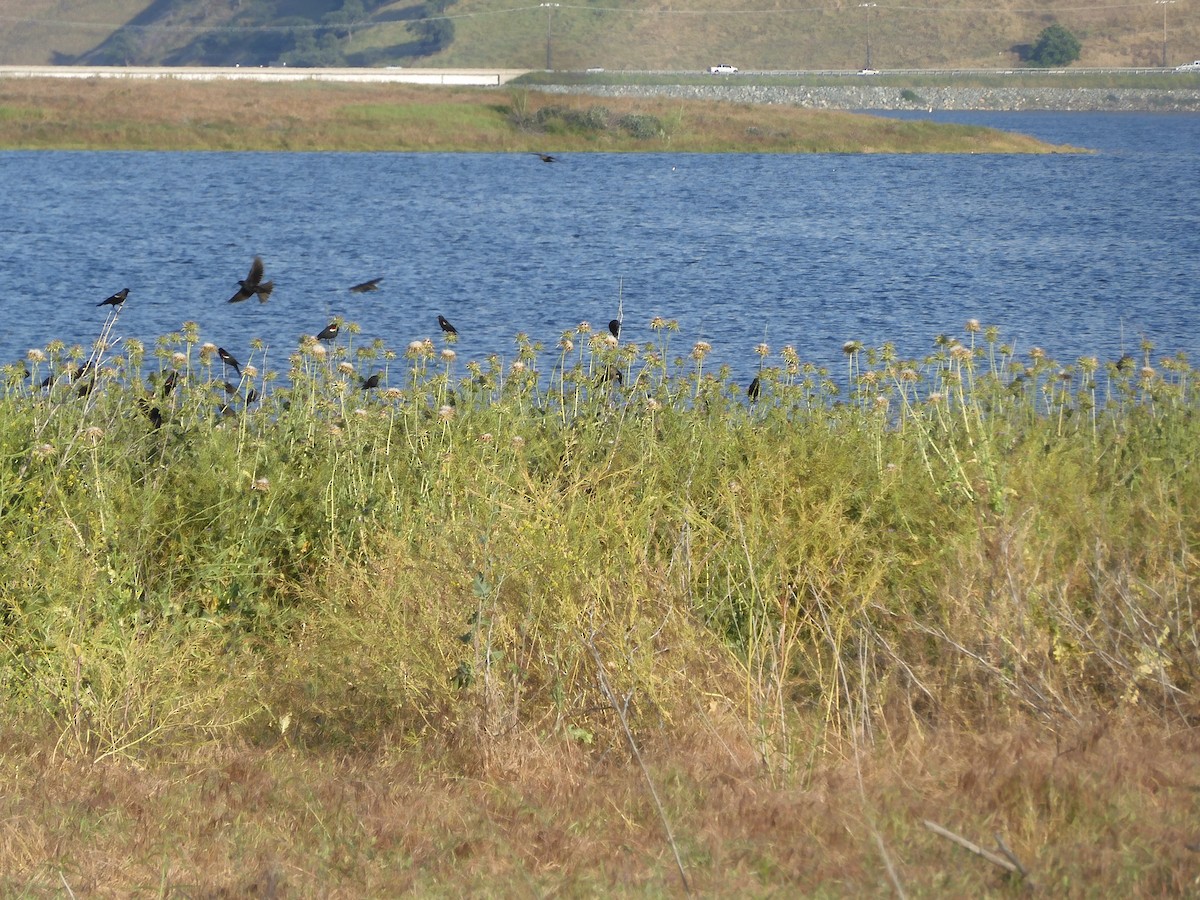 Tricolored Blackbird - ML635353663