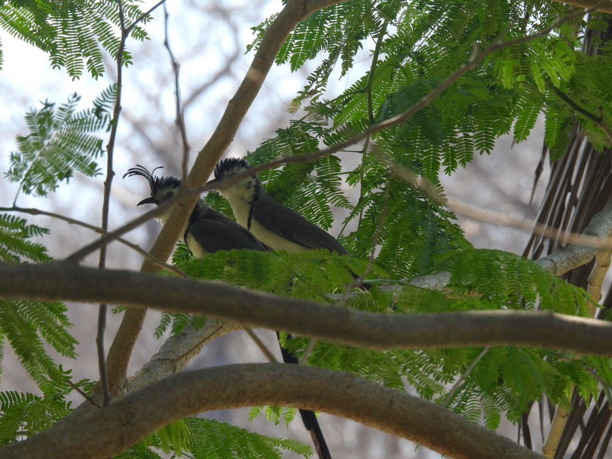 White-throated Magpie-Jay - ML635353665