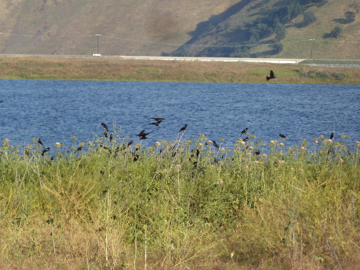 Tricolored Blackbird - ML635353668