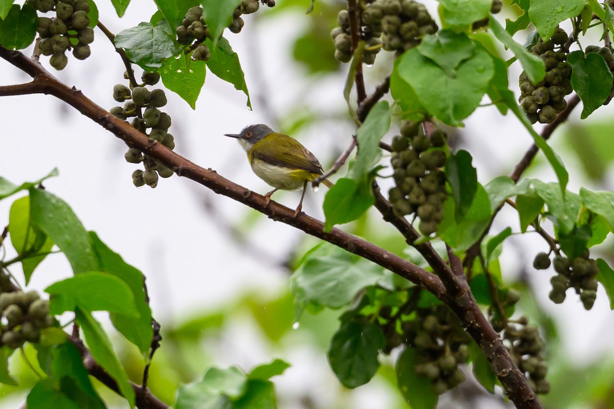 Yellow-breasted Apalis (Brown-tailed) - ML635353672