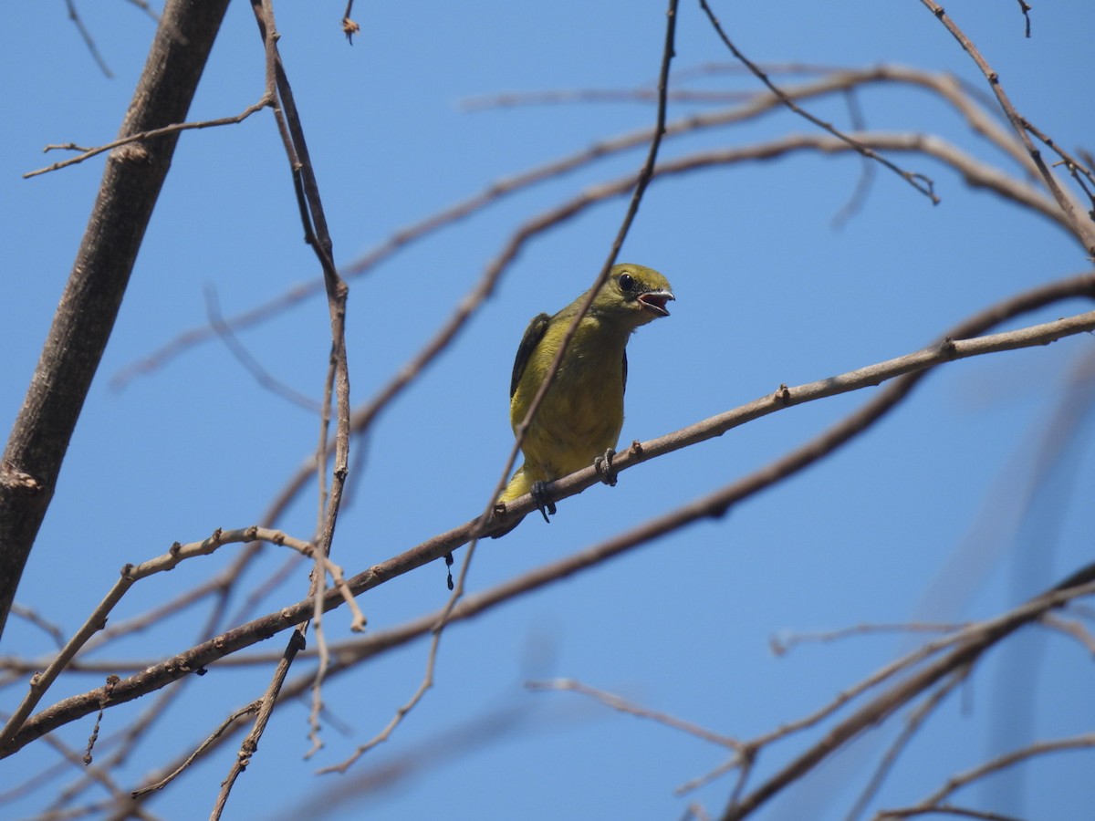 Scrub Euphonia - ML635353675