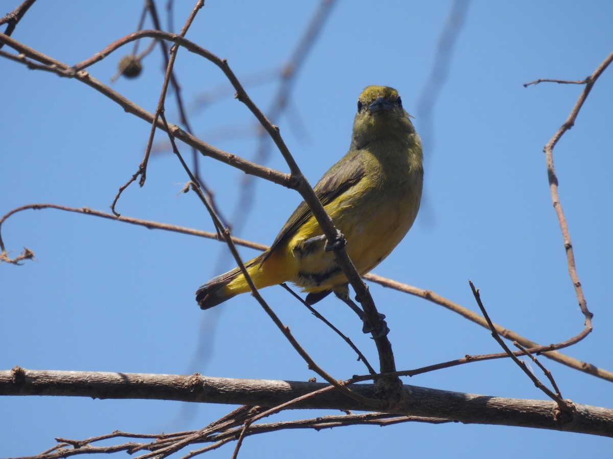 Scrub Euphonia - ML635353676