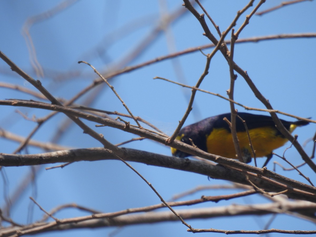 Scrub Euphonia - ML635353677
