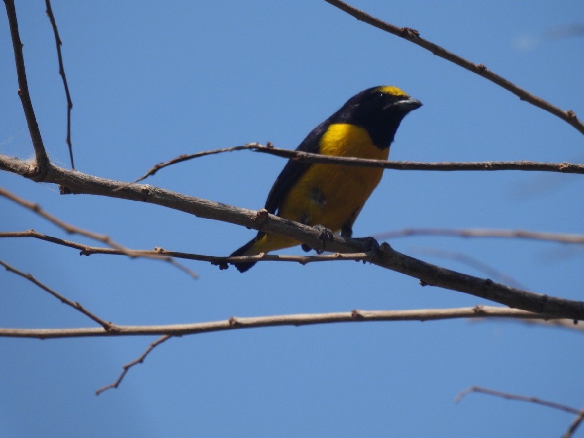 Scrub Euphonia - ML635353678