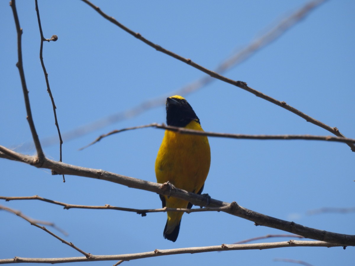 Scrub Euphonia - ML635353679